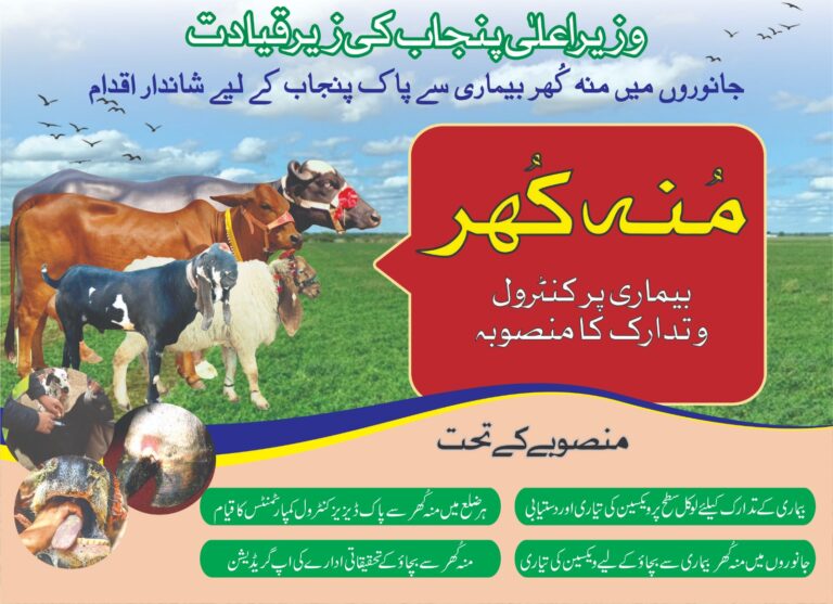 Punjab Government’s FMD Vaccination Campaign to Protect Livestock in 2025